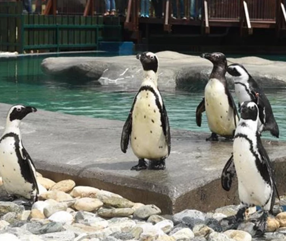 Hayvanat Bahçesi (2 Kişilik)